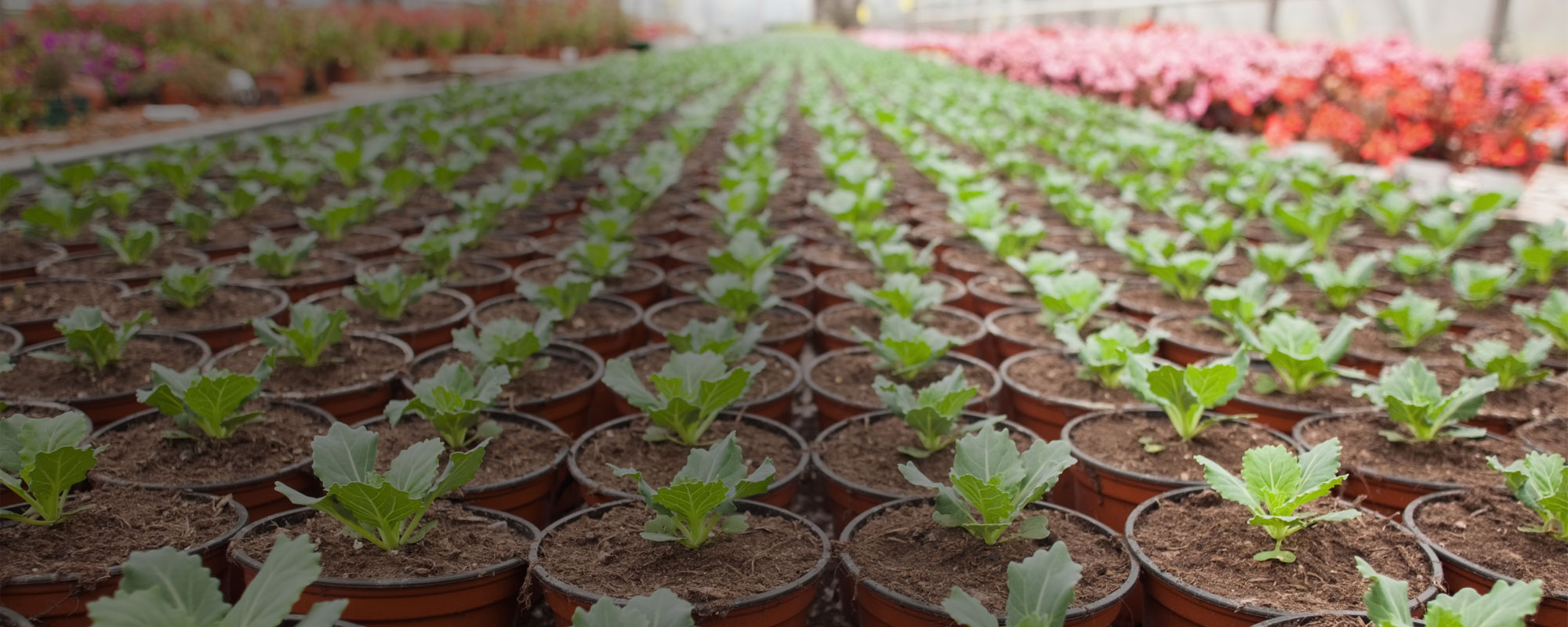 Polymershapes Greenhouses